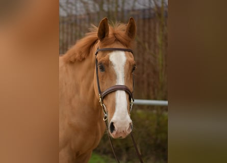 Zangersheide, Castrone, 11 Anni, 174 cm, Sauro