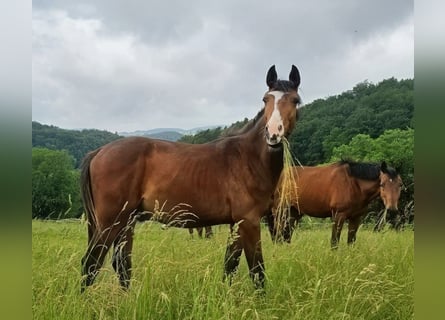 Zangersheide, Castrone, 2 Anni, 170 cm, Baio