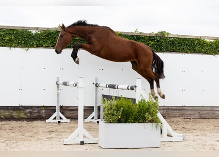 Zangersheide, Castrone, 3 Anni, 169 cm, Baio