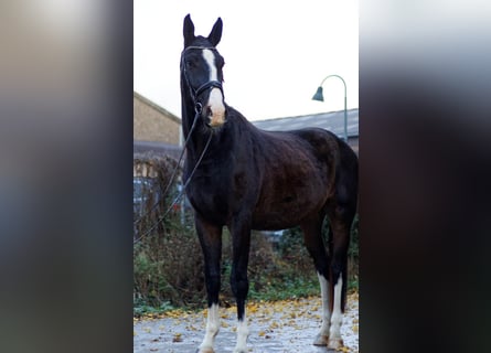 Zangersheide, Castrone, 3 Anni, 169 cm, Baio scuro