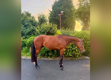 Zangersheide, Castrone, 3 Anni, 173 cm, Baio ciliegia