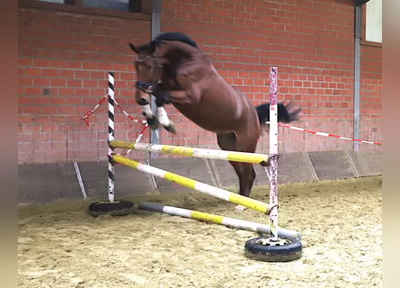 Zangersheide, Castrone, 3 Anni, 176 cm, Baio