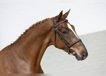 Zangersheide, Castrone, 3 Anni, Sauro scuro