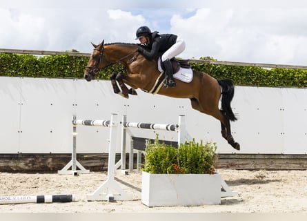 Zangersheide, Castrone, 4 Anni, 161 cm, Baio