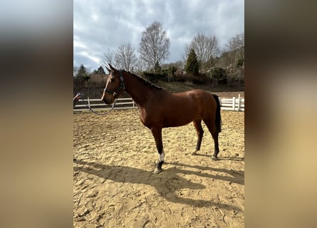 Zangersheide, Castrone, 4 Anni, 163 cm, Baio