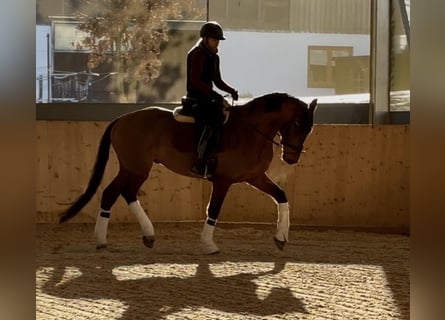 Zangersheide, Castrone, 4 Anni, 165 cm, Baio