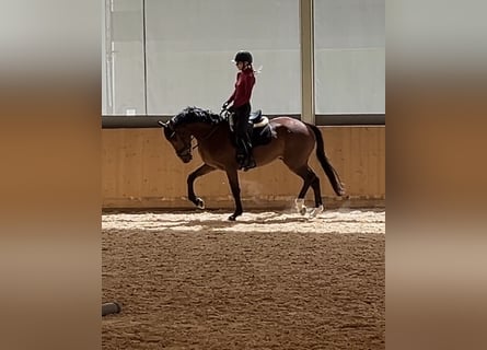 Zangersheide, Castrone, 4 Anni, 165 cm, Baio
