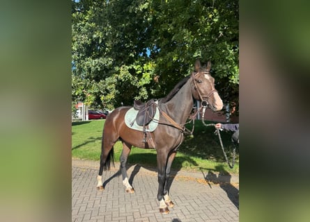 Zangersheide, Castrone, 4 Anni, 165 cm, Baio