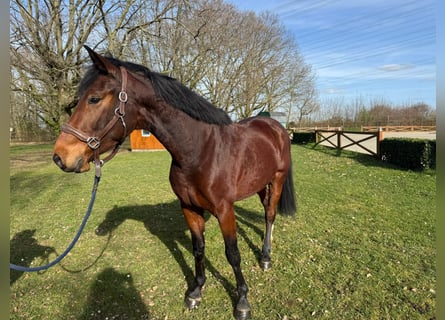 Zangersheide, Castrone, 4 Anni, 165 cm, Baio