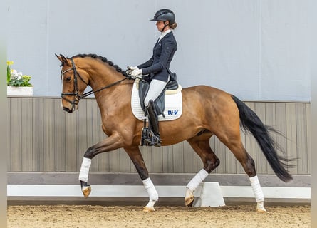 Zangersheide, Castrone, 4 Anni, 166 cm, Baio