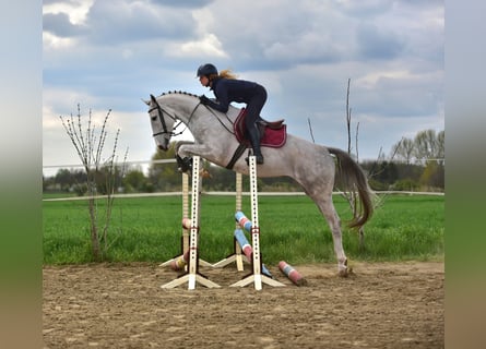 Zangersheide, Castrone, 4 Anni, 166 cm, Grigio