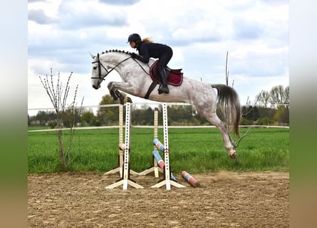 Zangersheide, Castrone, 4 Anni, 166 cm, Grigio