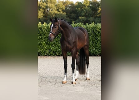 Zangersheide, Castrone, 4 Anni, 167 cm, Baio