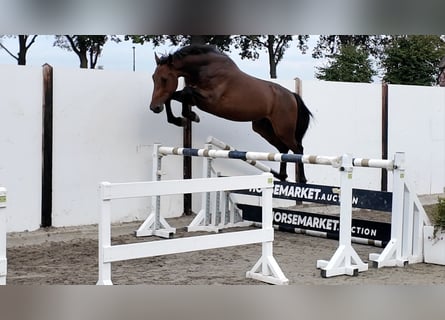 Zangersheide, Castrone, 4 Anni, 167 cm, Baio ciliegia
