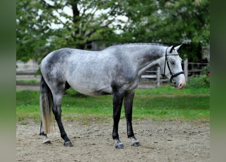 Zangersheide, Castrone, 4 Anni, 167 cm, Grigio