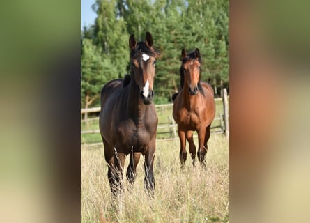 Zangersheide, Castrone, 4 Anni, 168 cm, Baio scuro