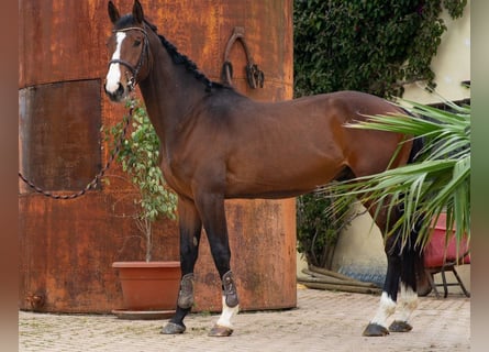 Zangersheide, Castrone, 4 Anni, 172 cm, Baio