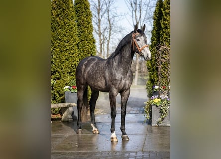 Zangersheide, Castrone, 4 Anni, 172 cm, Grigio
