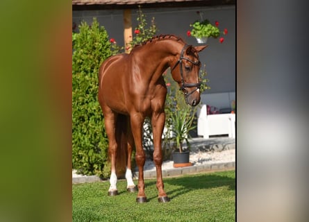 Zangersheide, Castrone, 4 Anni, 172 cm, Sauro