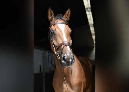 Zangersheide, Castrone, 4 Anni, 175 cm, Baio