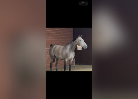 Zangersheide, Castrone, 4 Anni, 175 cm, Grigio