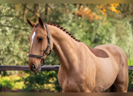 Zangersheide, Castrone, 5 Anni, 165 cm, Sauro