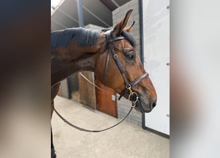 Zangersheide, Castrone, 5 Anni, 167 cm, Baio