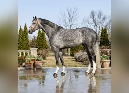 Zangersheide, Castrone, 5 Anni, 167 cm, Grigio