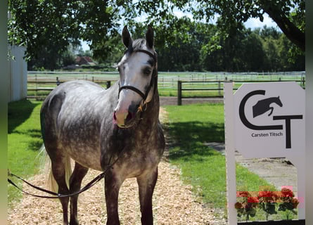 Zangersheide, Castrone, 5 Anni, 167 cm, Grigio