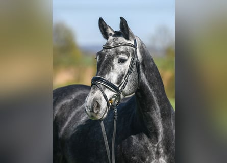 Zangersheide, Castrone, 5 Anni, 167 cm, Grigio