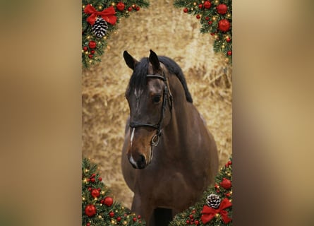 Zangersheide, Castrone, 5 Anni, 169 cm, Baio