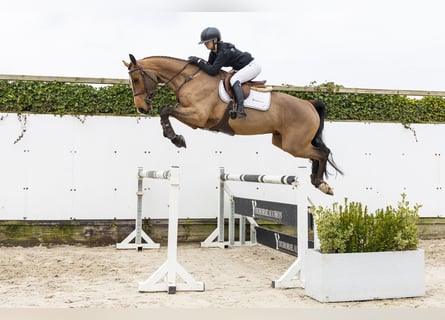 Zangersheide, Castrone, 5 Anni, 171 cm, Baio