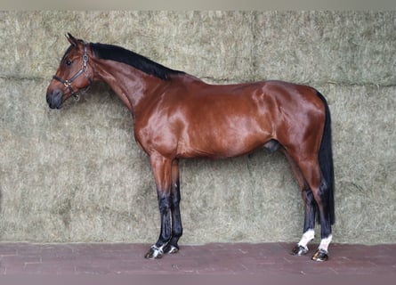 Zangersheide, Castrone, 5 Anni, 172 cm, Baio scuro