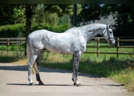 Zangersheide, Castrone, 5 Anni, 172 cm, Grigio