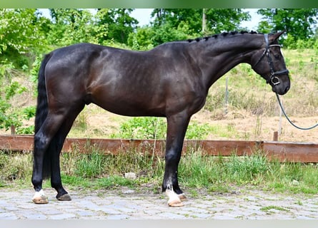 Zangersheide, Castrone, 5 Anni, 172 cm, Morello