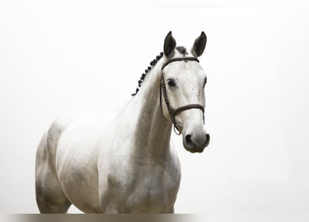 Zangersheide, Castrone, 5 Anni, 173 cm, Grigio