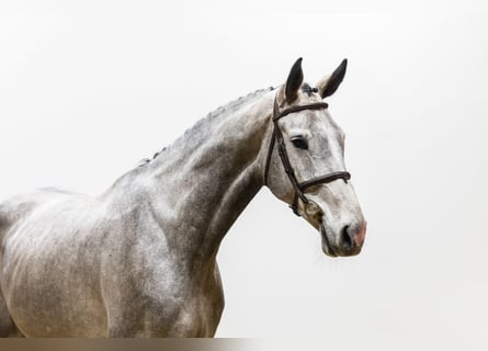 Zangersheide, Castrone, 5 Anni, 175 cm, Grigio