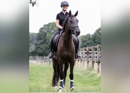 Zangersheide, Castrone, 5 Anni, 175 cm, Morello