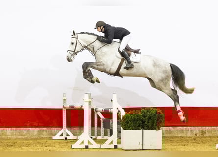 Zangersheide, Castrone, 5 Anni, 176 cm