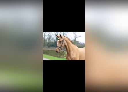 Zangersheide, Castrone, 5 Anni, 183 cm, Sauro