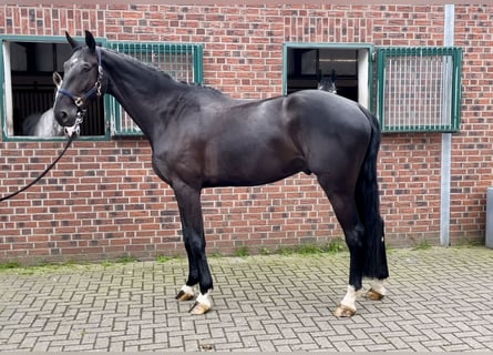 Zangersheide, Castrone, 5 Anni, 184 cm, Baio nero