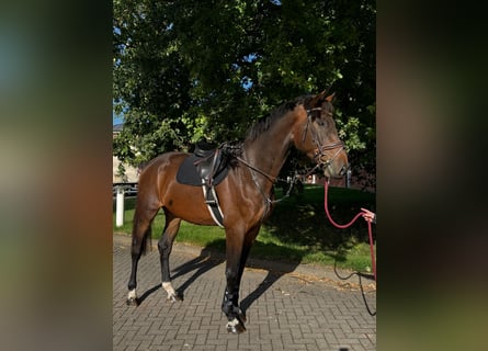 Zangersheide, Castrone, 5 Anni, Baio