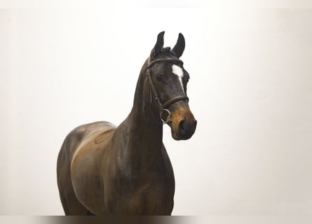 Zangersheide, Castrone, 6 Anni, 148 cm, Baio scuro