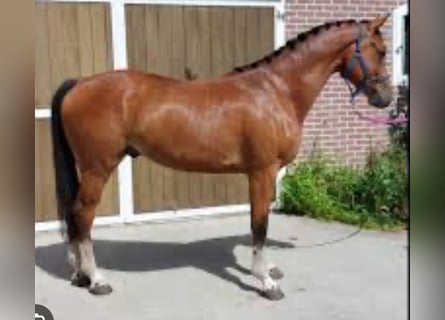 Zangersheide, Castrone, 6 Anni, 162 cm, Baio scuro
