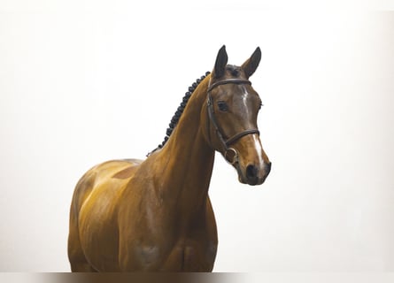 Zangersheide, Castrone, 6 Anni, 163 cm, Baio