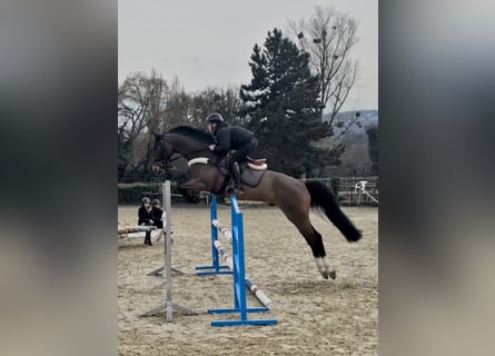 Zangersheide, Castrone, 6 Anni, 166 cm, Baio scuro