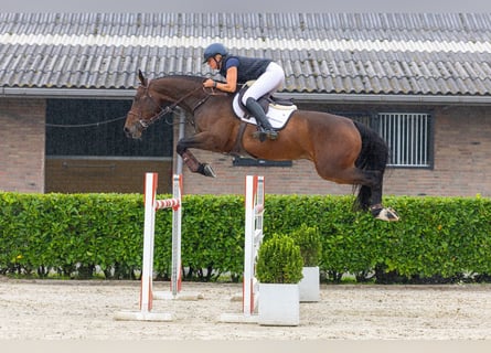 Zangersheide, Castrone, 6 Anni, 167 cm, Baio