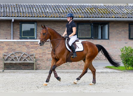 Zangersheide, Castrone, 6 Anni, 167 cm, Baio