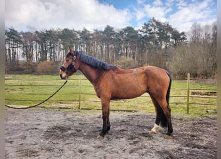 Zangersheide, Castrone, 6 Anni, 170 cm, Baio