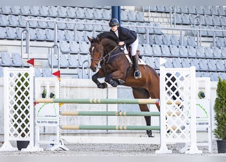 Zangersheide, Castrone, 6 Anni, 170 cm, Baio scuro